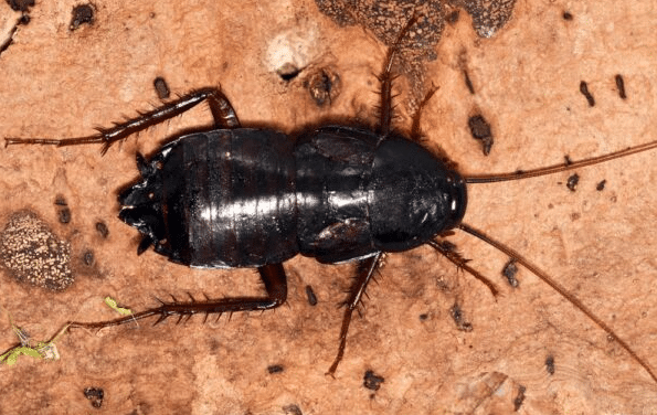 oriental cockroach anticimex carolinas cockroach control