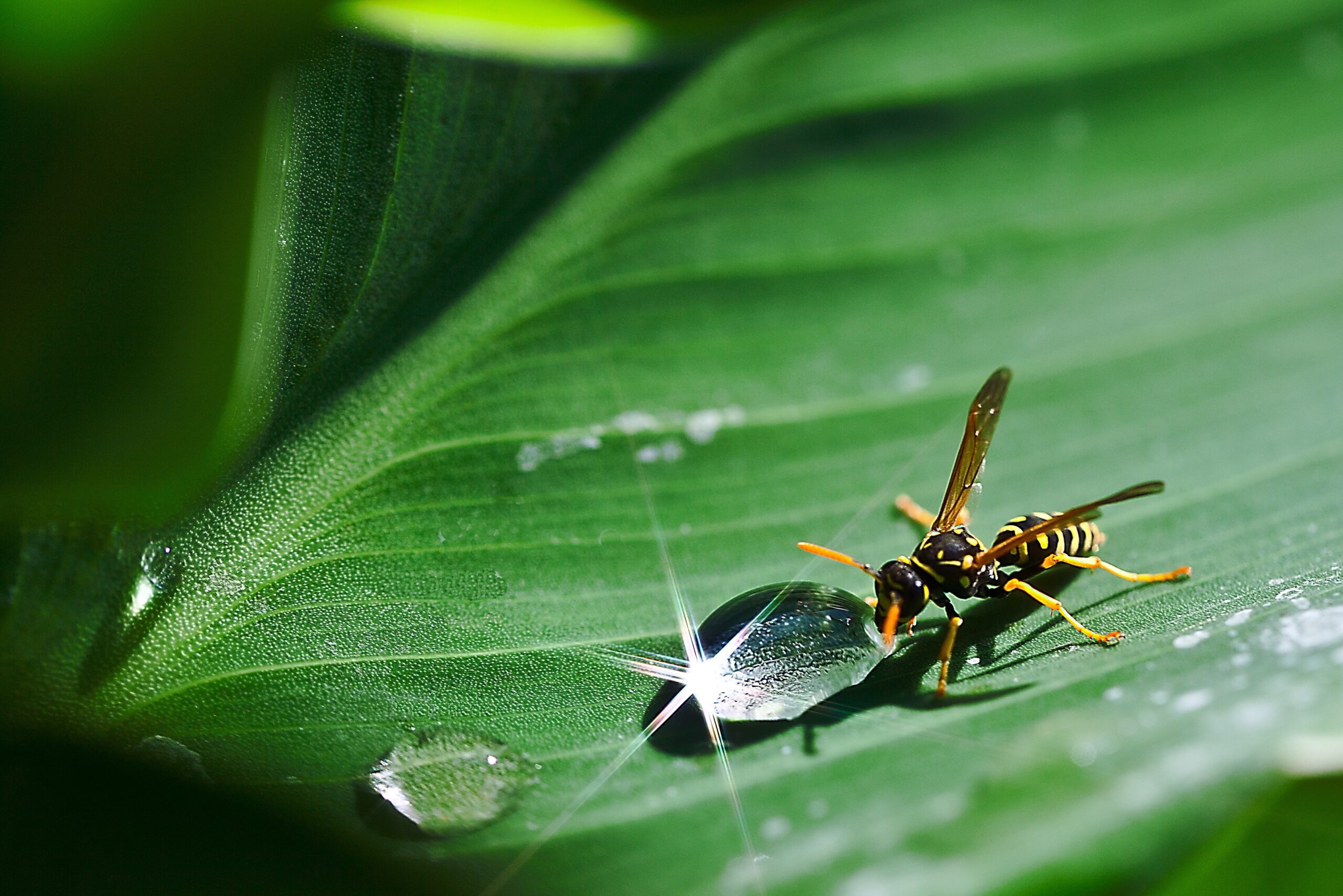 Get rid of wasps in north carolina and south carolina