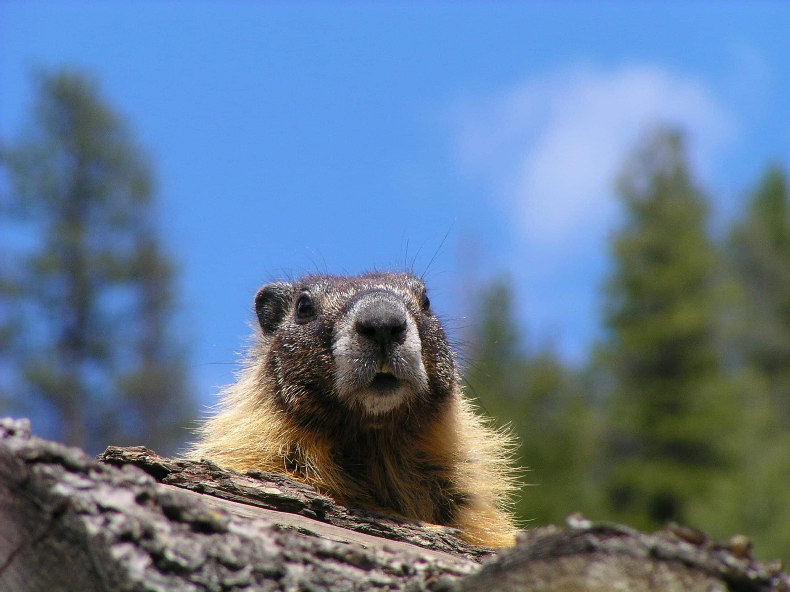 Groundhog control in and around North and South Carolina