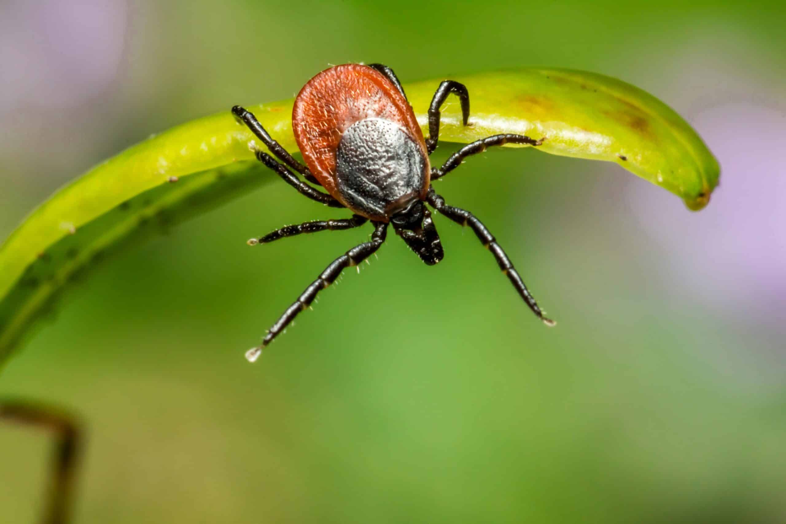 Tick treatment in Concord, NC