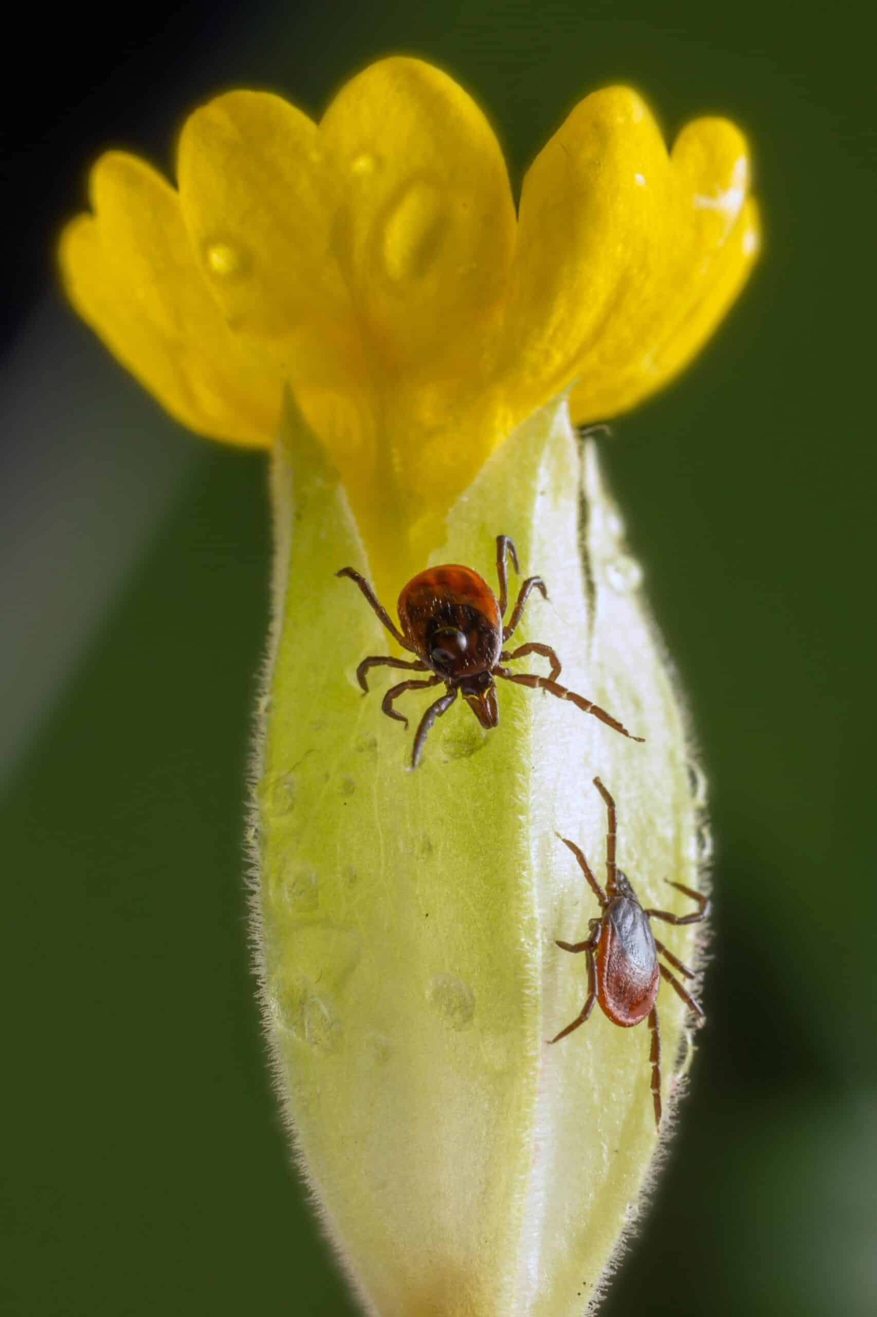 Tick Treatments in North Carolina and South Carolina