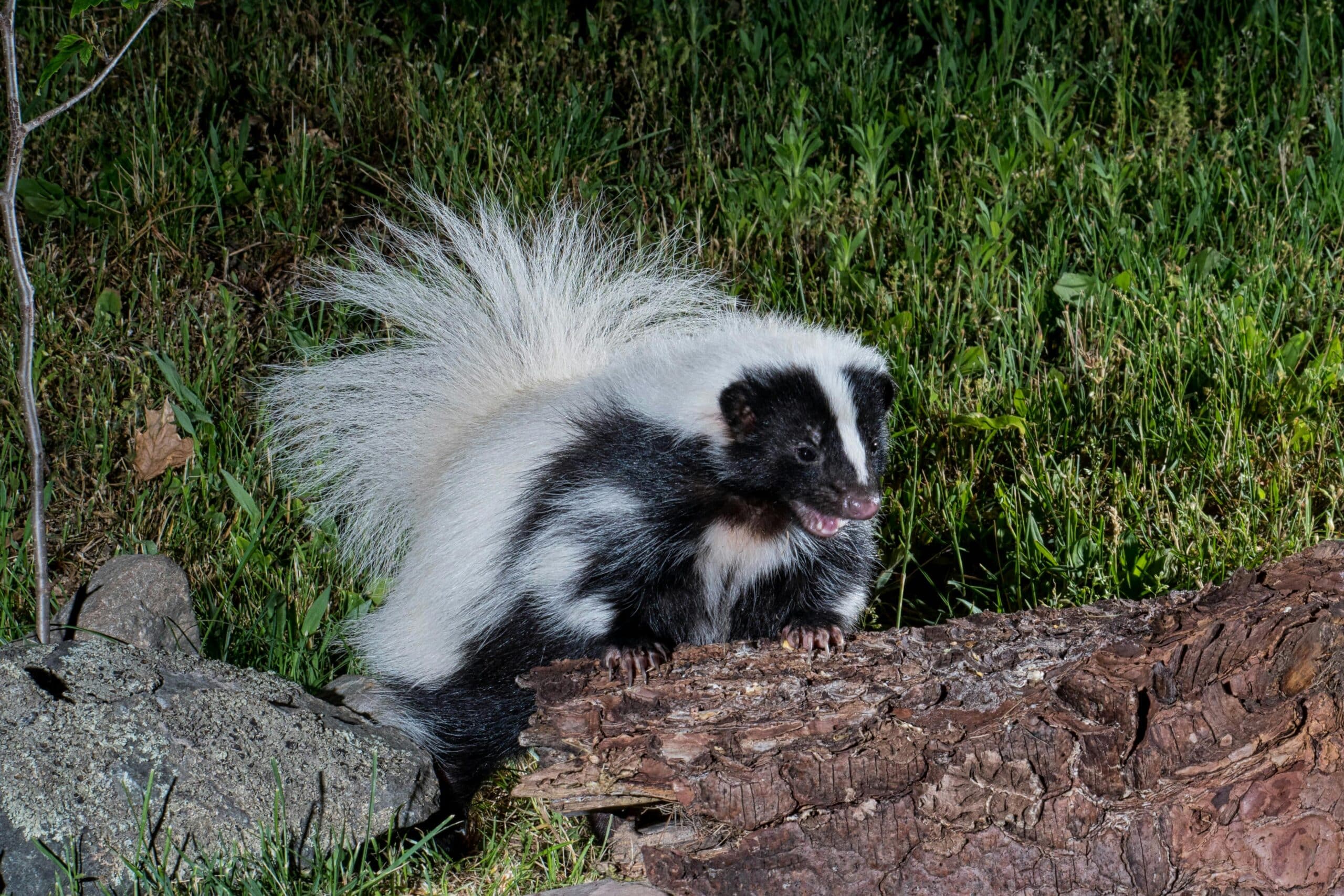 Skunk Control and Trapping in North Carolina and South Carolina