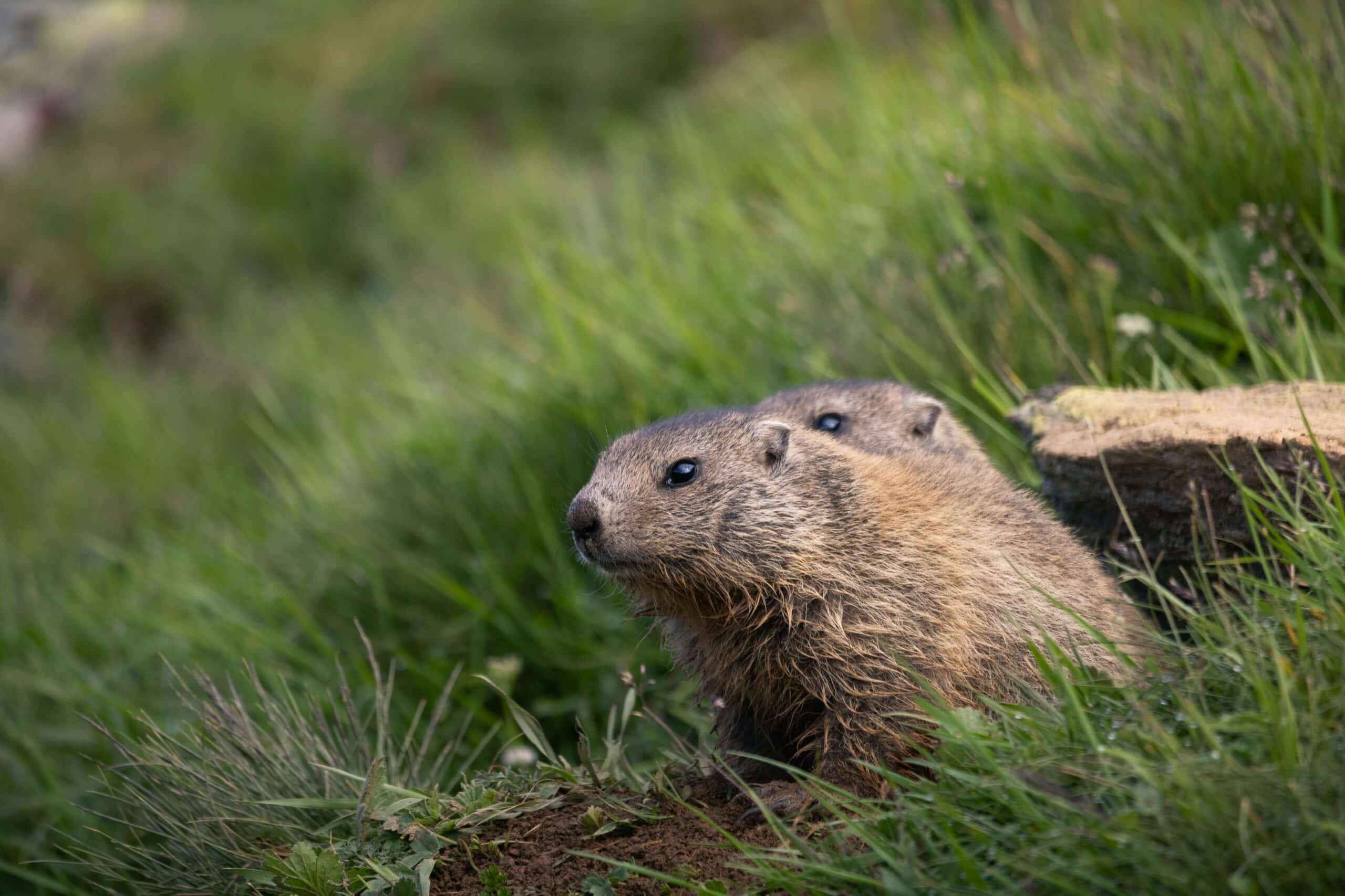 Groundhogs in North and South Carolina