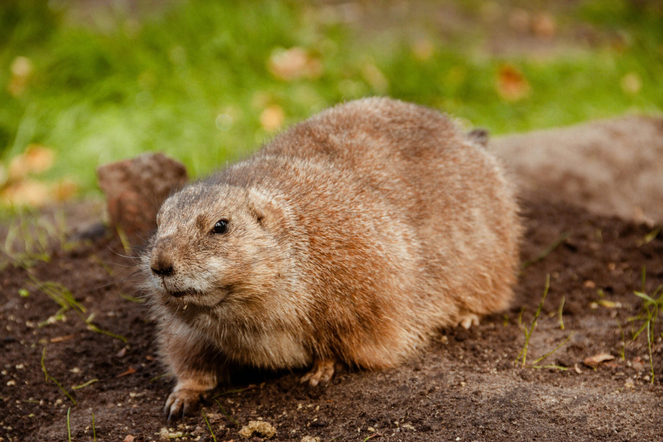 Groundhogs in North and South Carolina