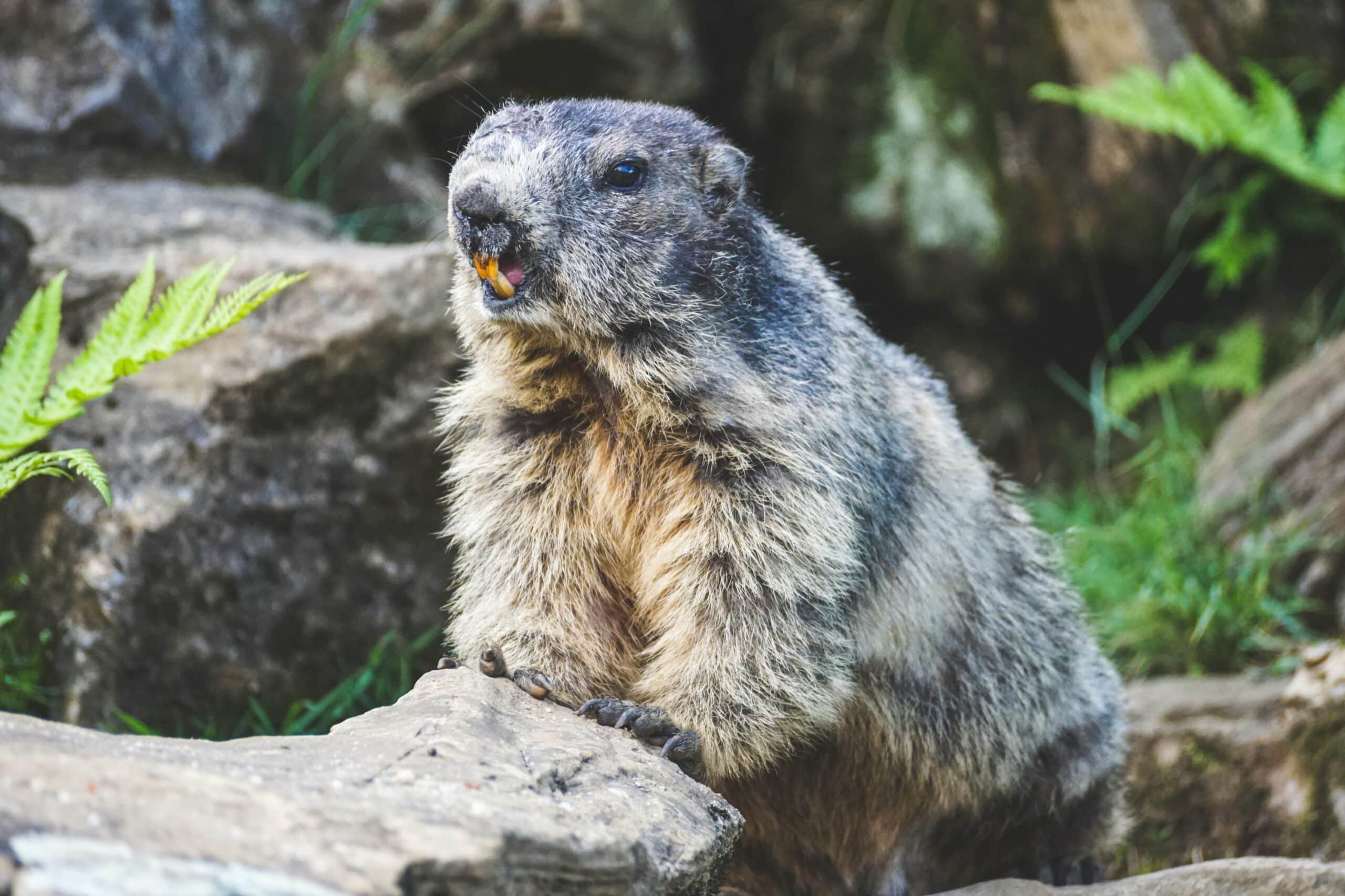Accurate groundhog control in North and South Carolina