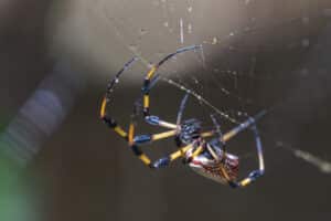 Golden Orb Weaver - Carolina Spider Control