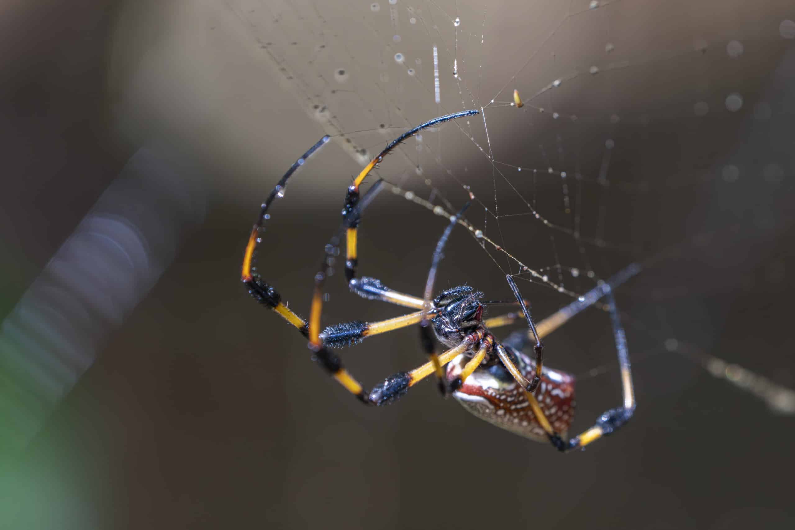 Golden Orb Weaver - Carolina Spider Control