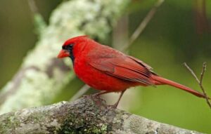 bird cardinal