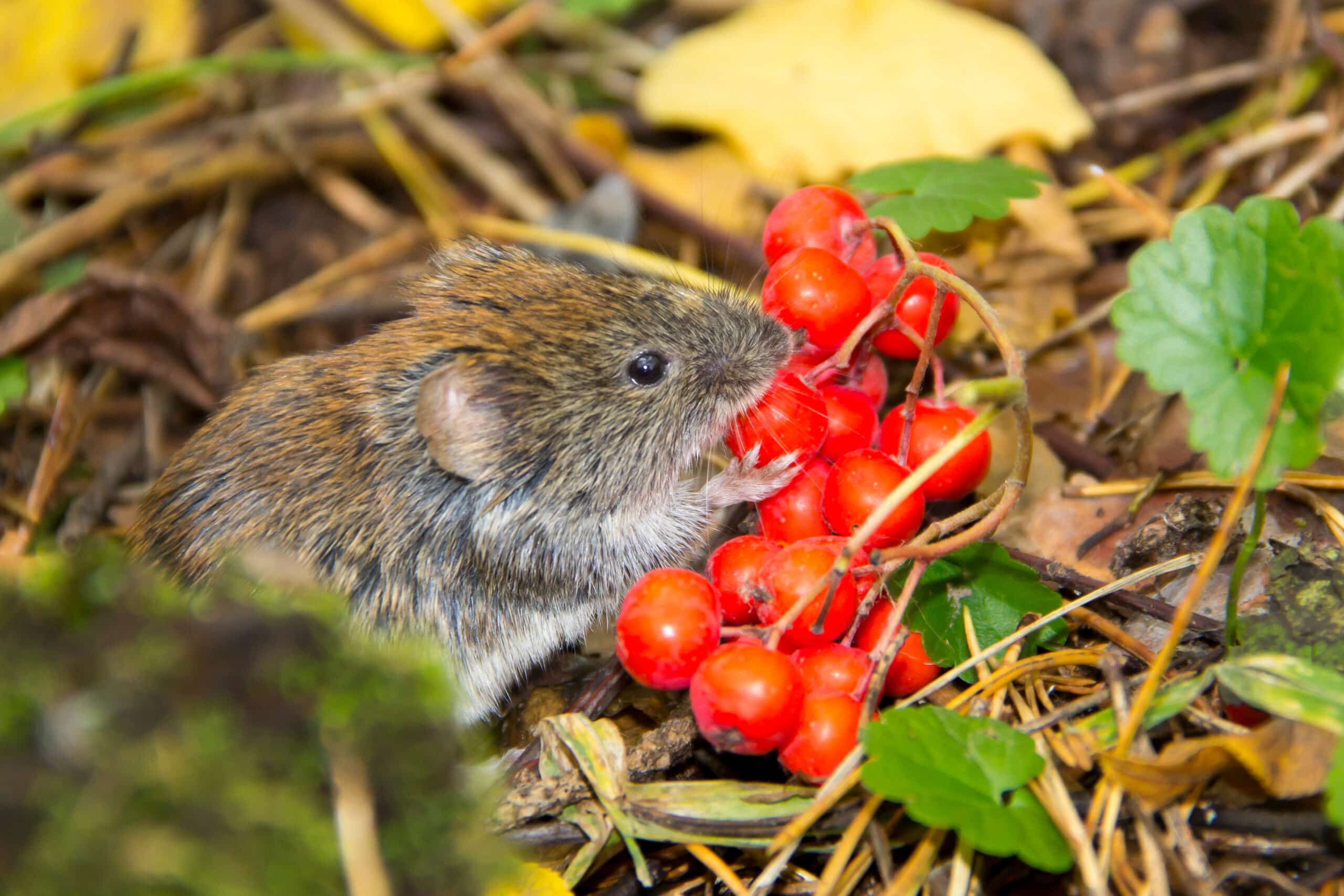 Vole control in North and South Carolina