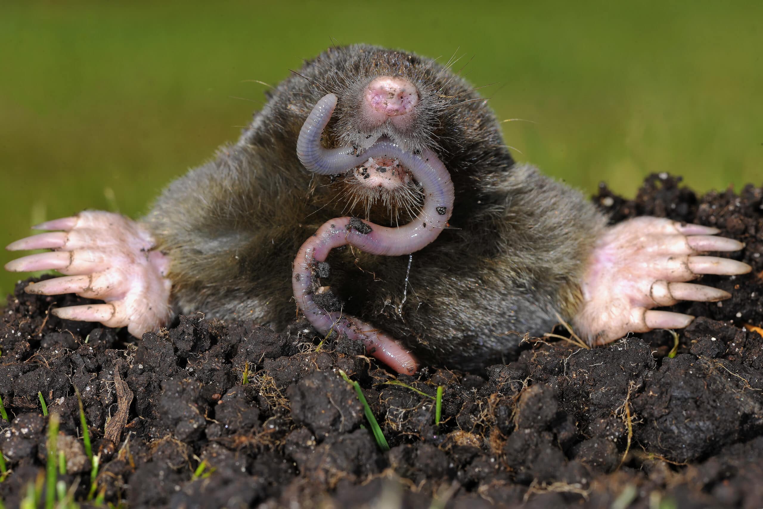 Mole control in North Carolina and South Carolina