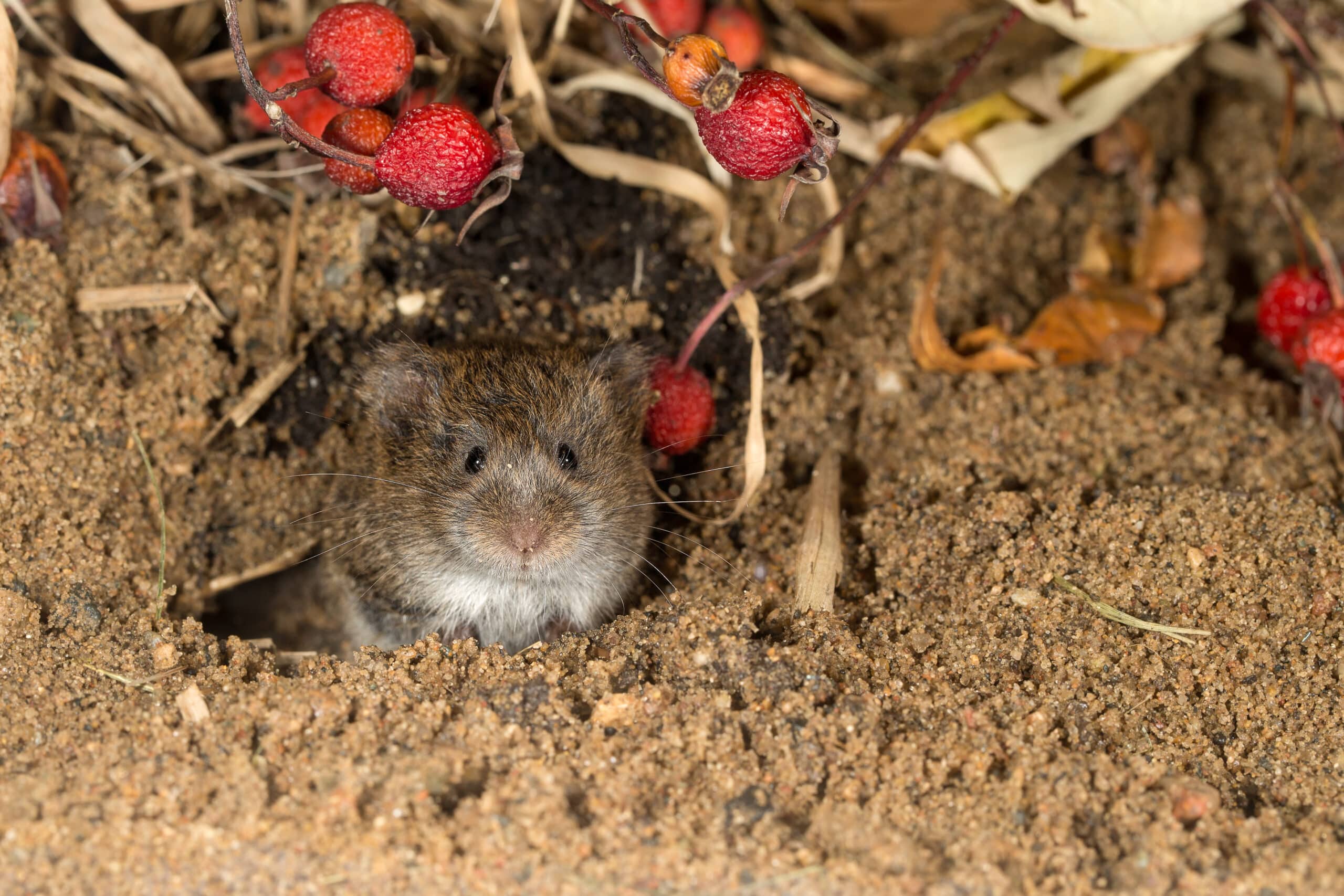 Vole control in North and South Carolina