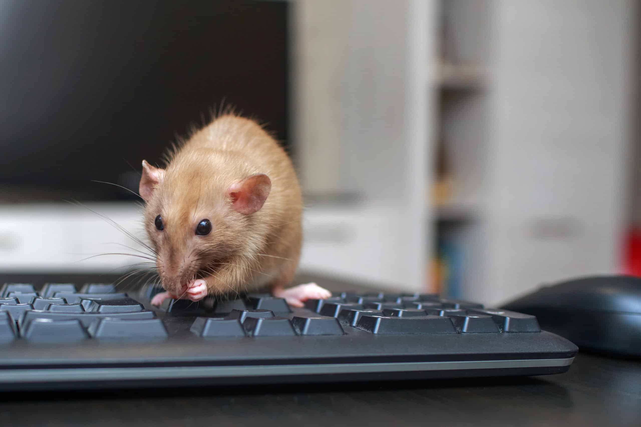 Pest Control for Your Office