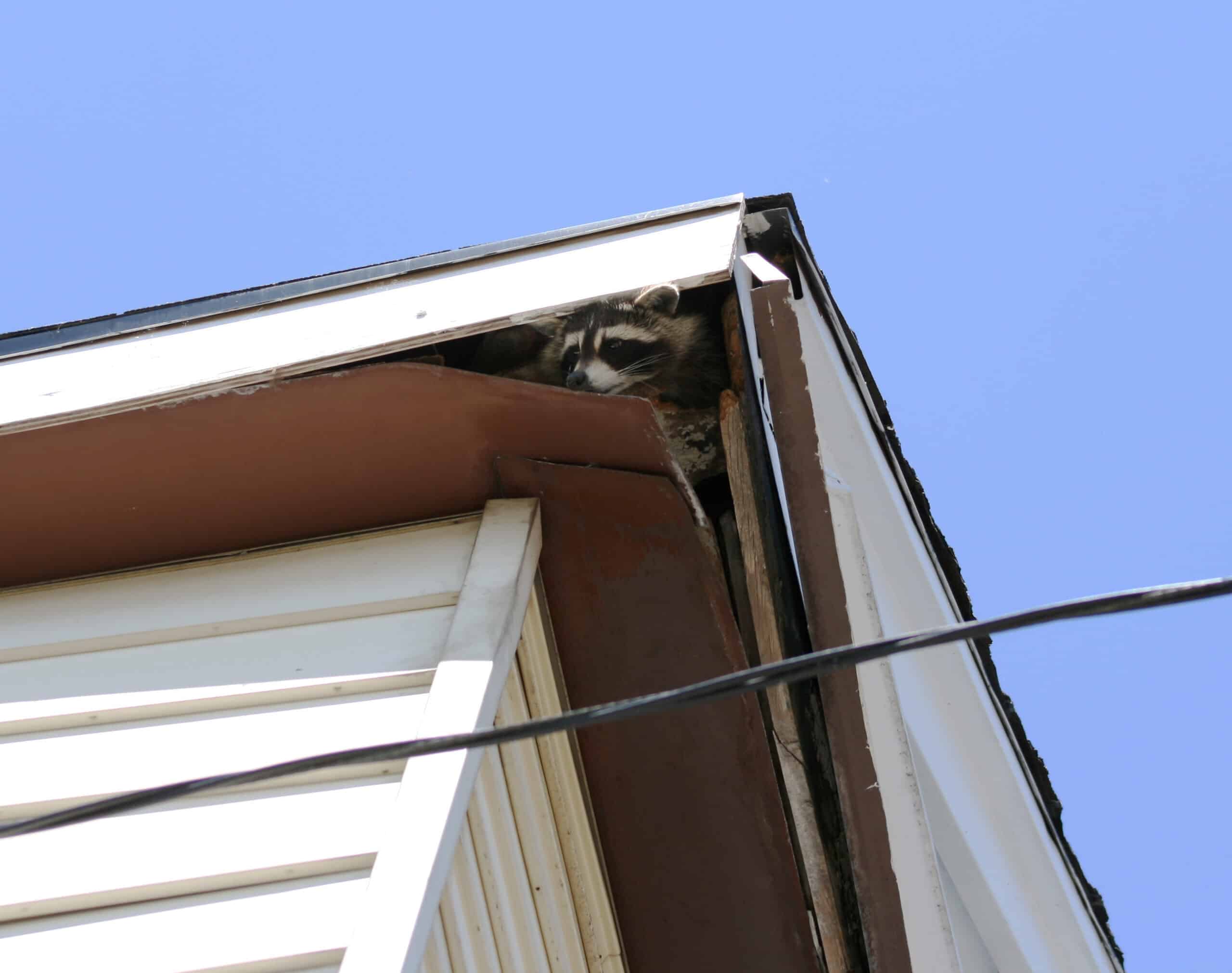 raccoon control for your home and business in North and South Carolina