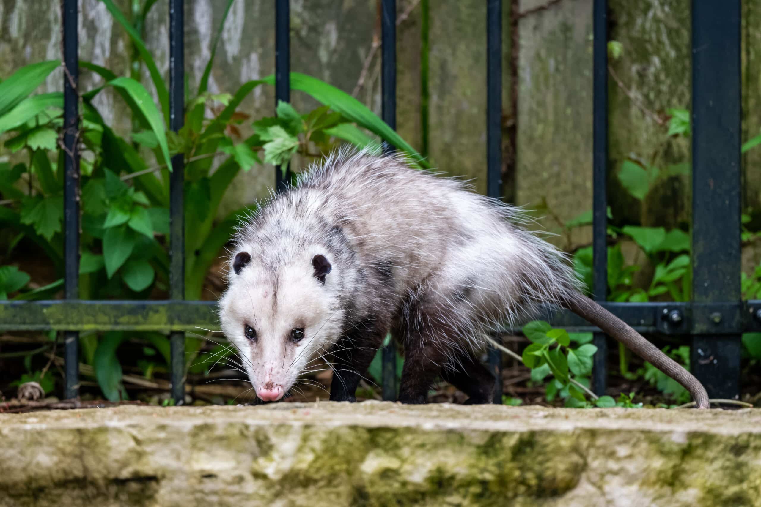 Opossum Control in North and South Carolina