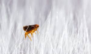 Flea on white fur - North Carolina and South Carolina Flea Control