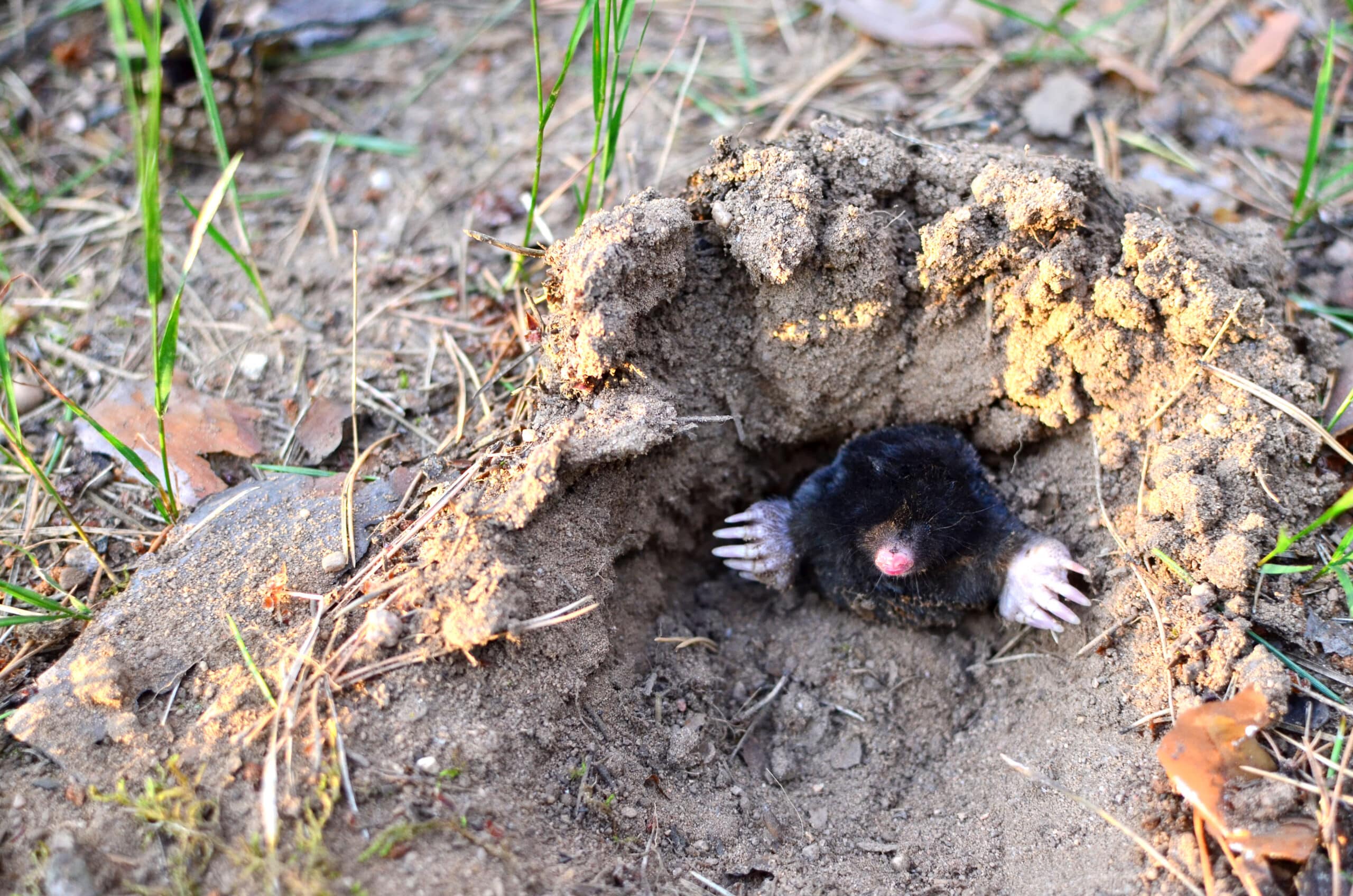 Mole control in North and South Carolina