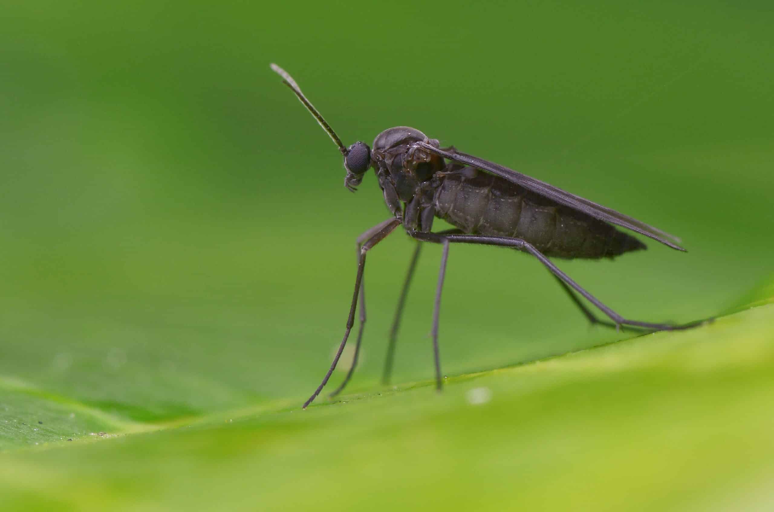 Dark Fungus Gnat control in North Carolina and South Carolina