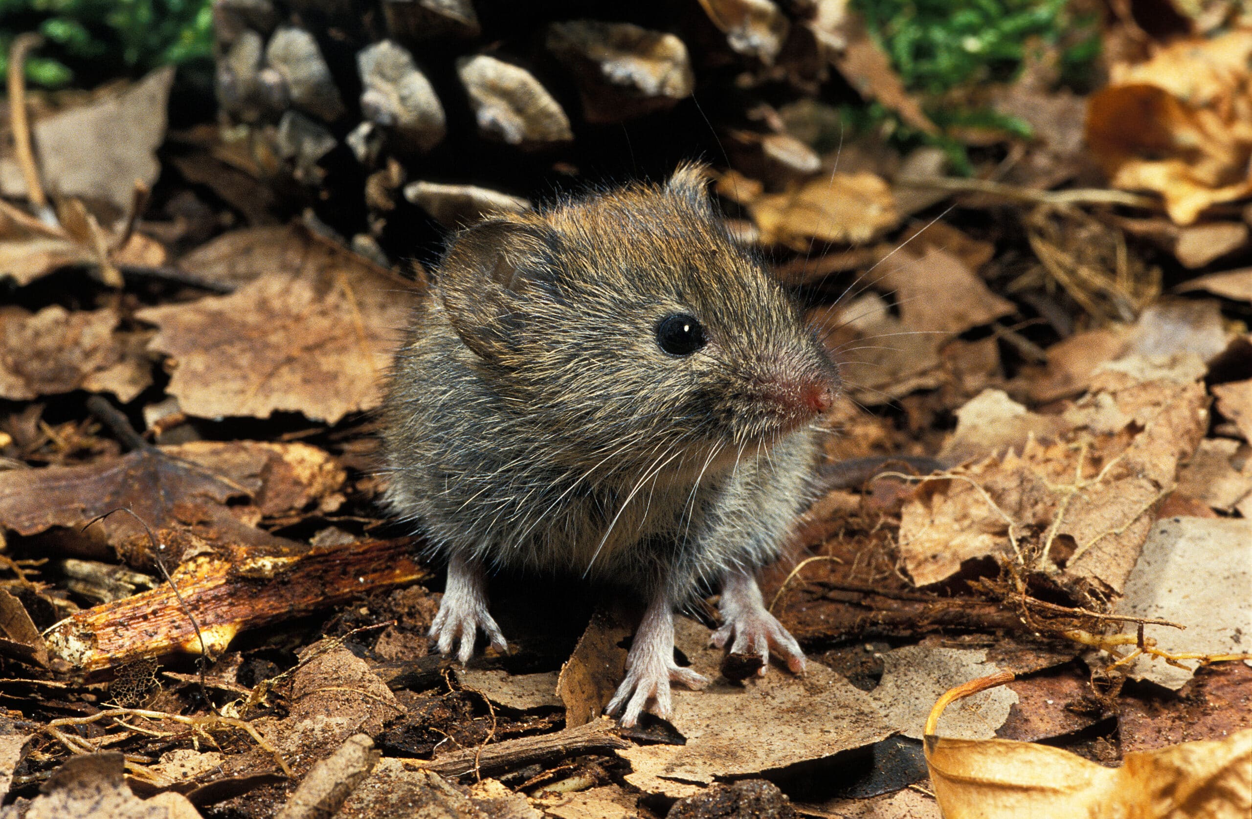 Vole control in North and South Carolina