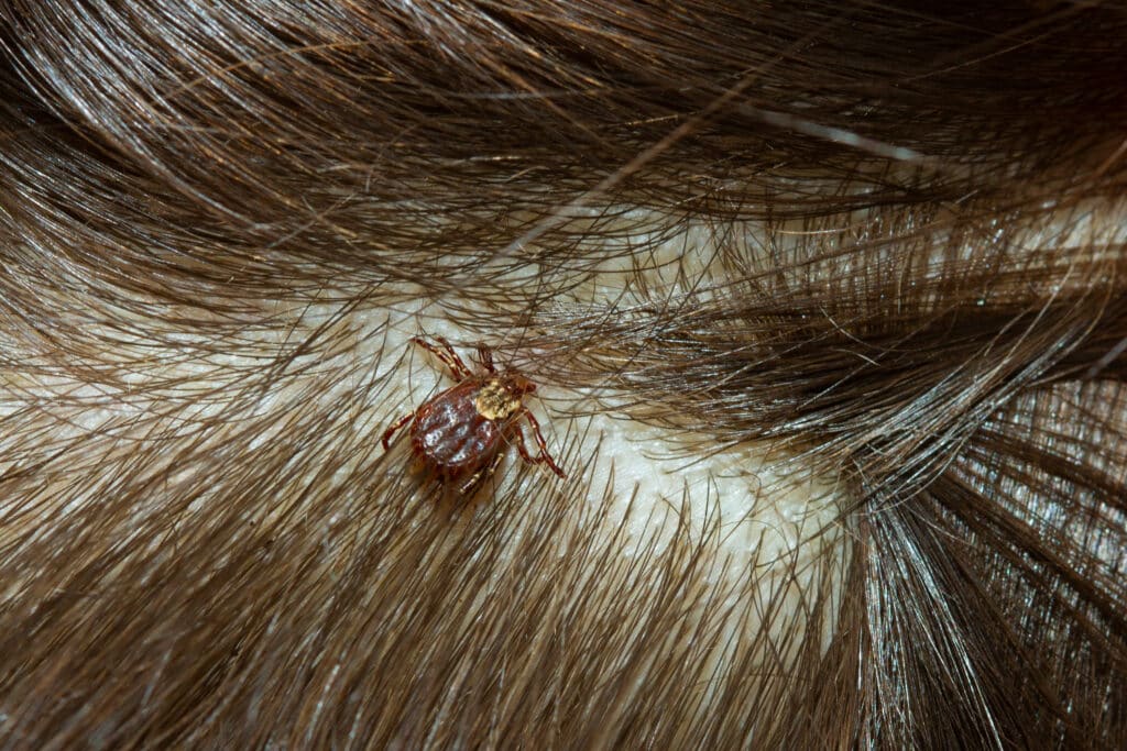 Brown Dog Tick - Anticimex Carolinas Tick Control