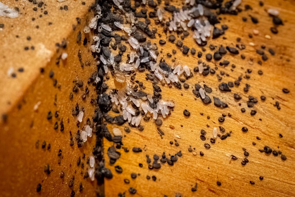 Bed bug eggs on a wooden surface
