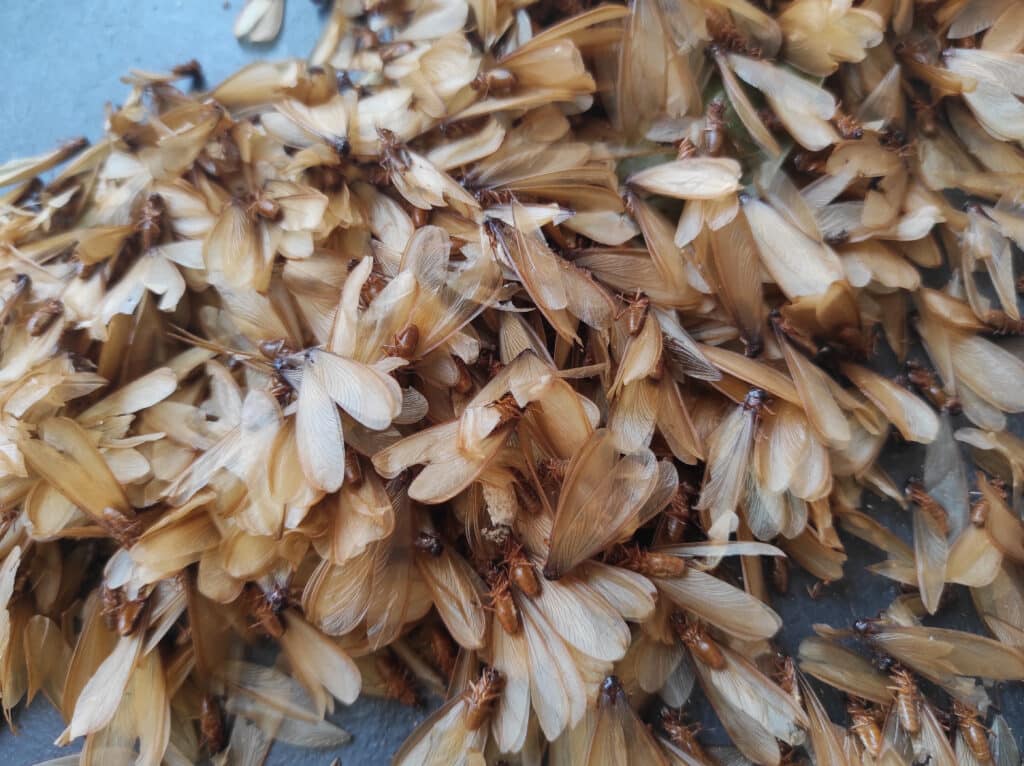 Flying Termites in North Carolina and Flying Termites in South Carolina