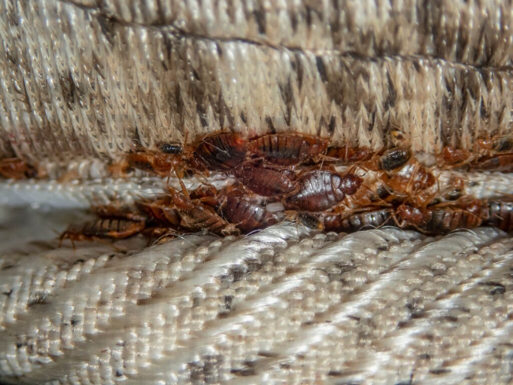 Bed Bug Infestation - Killingsworth Environmental