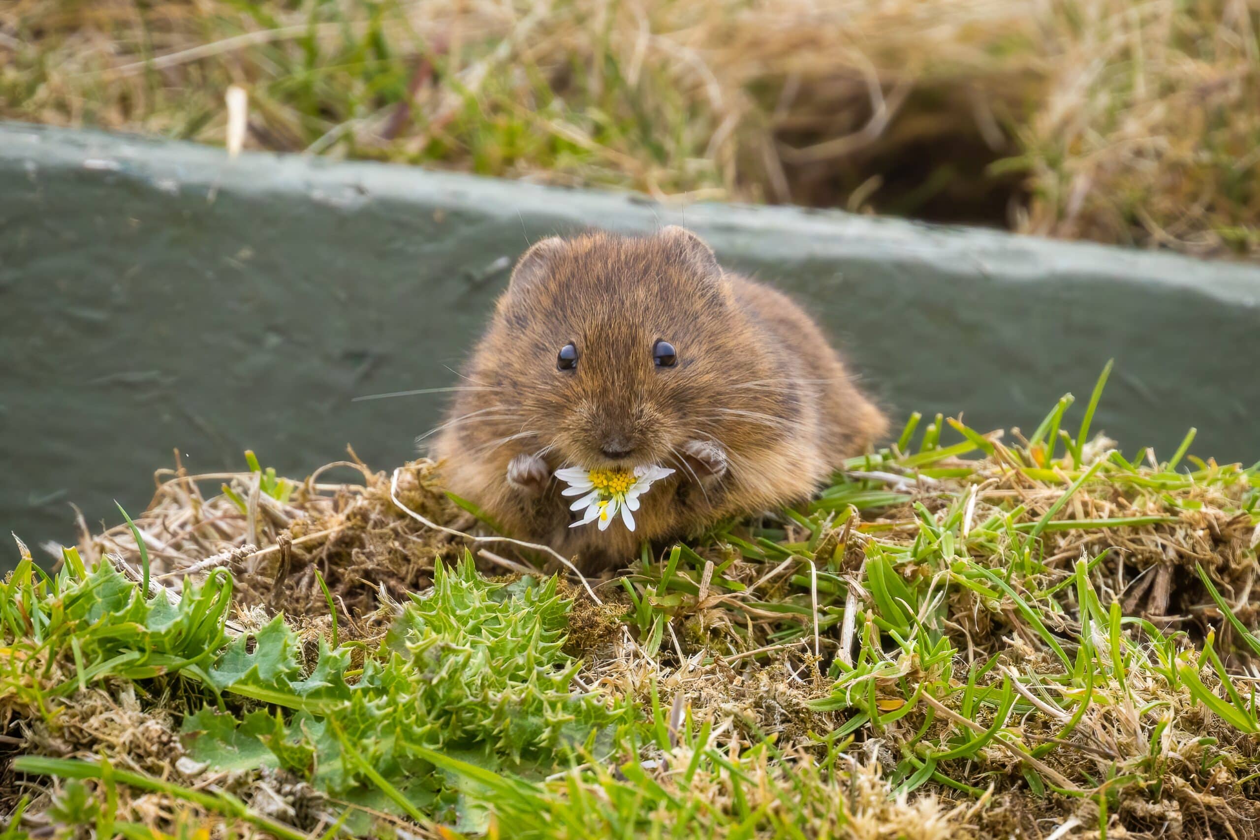 Voles in North and South Carolina
