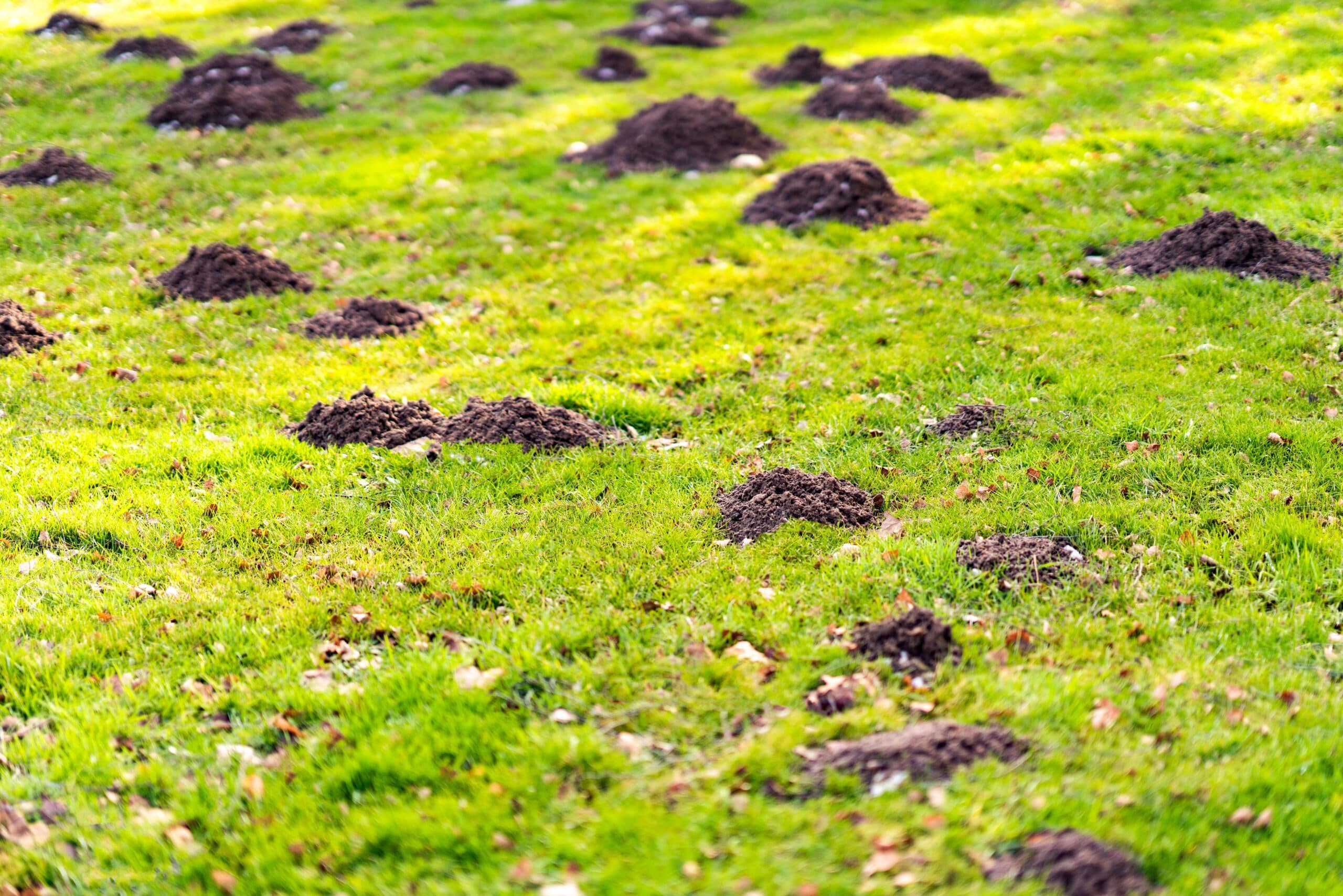 Mole control in North and South Carolina