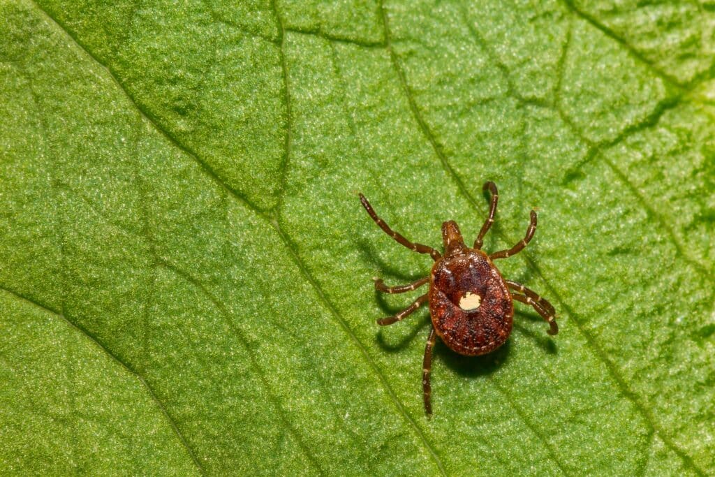 Lone Star Tick - Anticimex Carolinas Tick Control