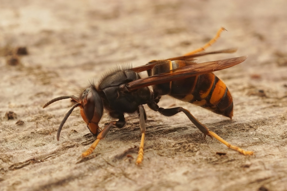yellow legged hornet anticimex carolinas hornet control