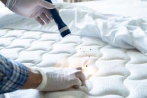 Bed Bug Treatment