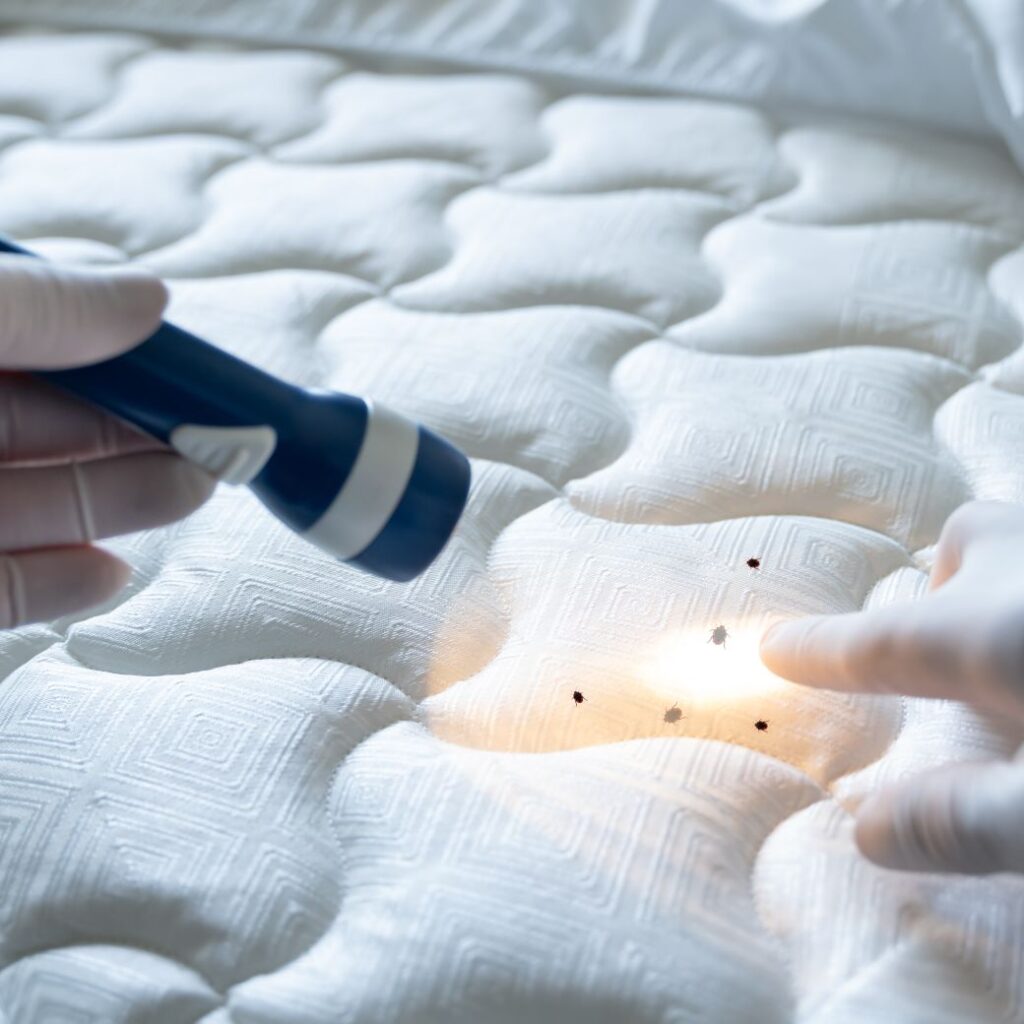 Bed Bug Exterminator in North Carolina and South Carolina