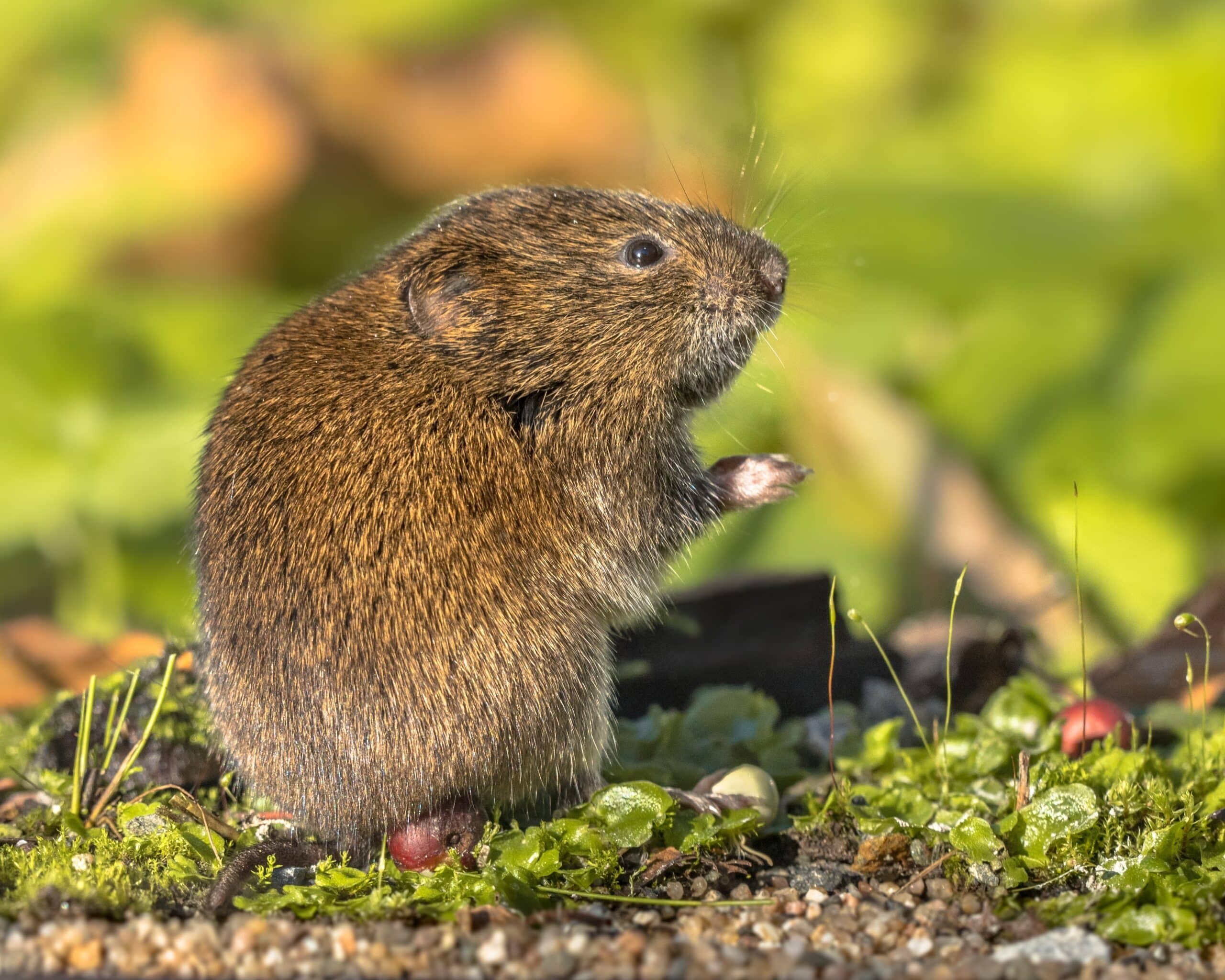 Vole control in North and South Carolina
