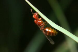 Fire Ant Queen