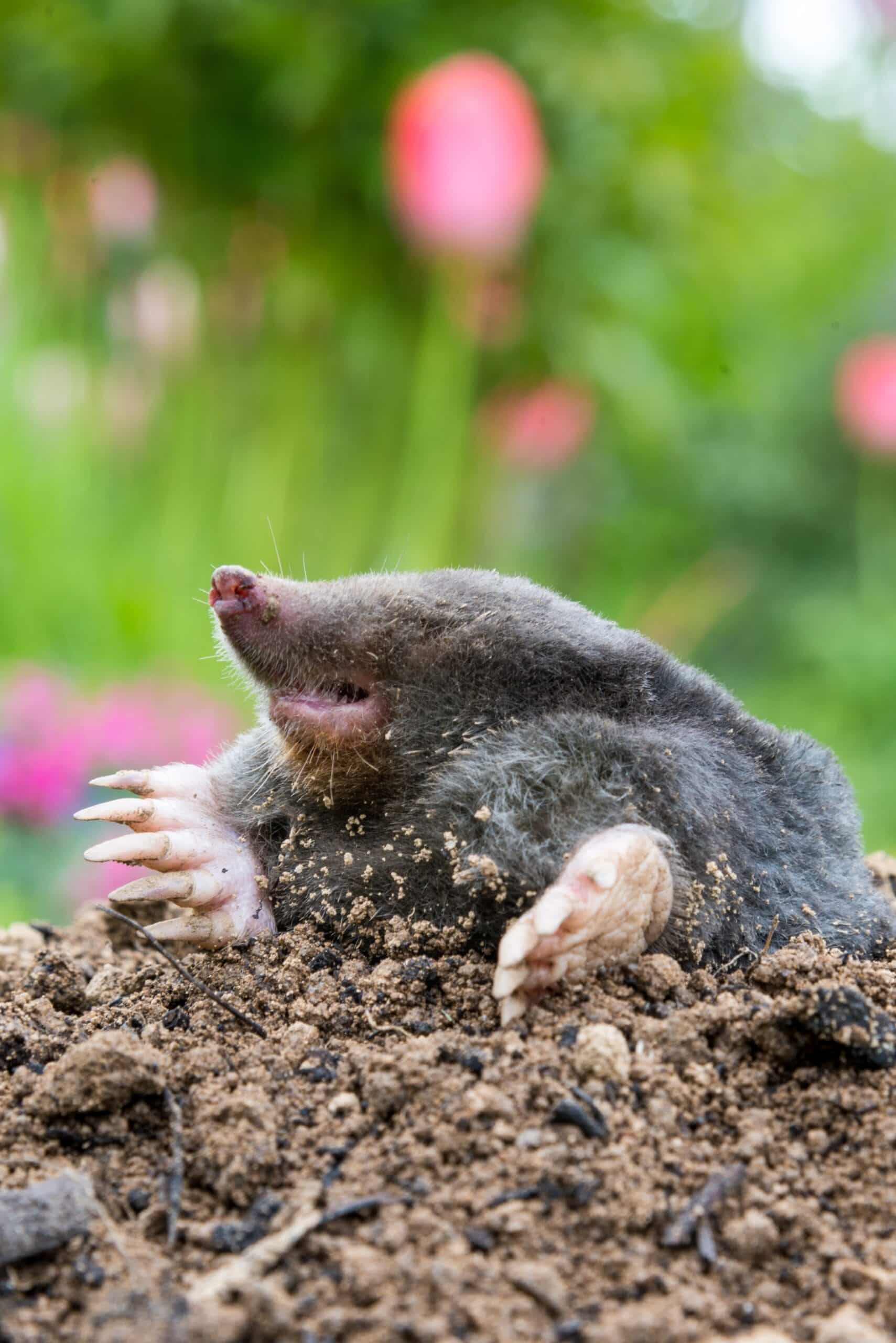 Mole Control for North and South Carolina