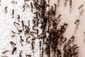 Ant Infestation - Ant Control in Charlotte NC