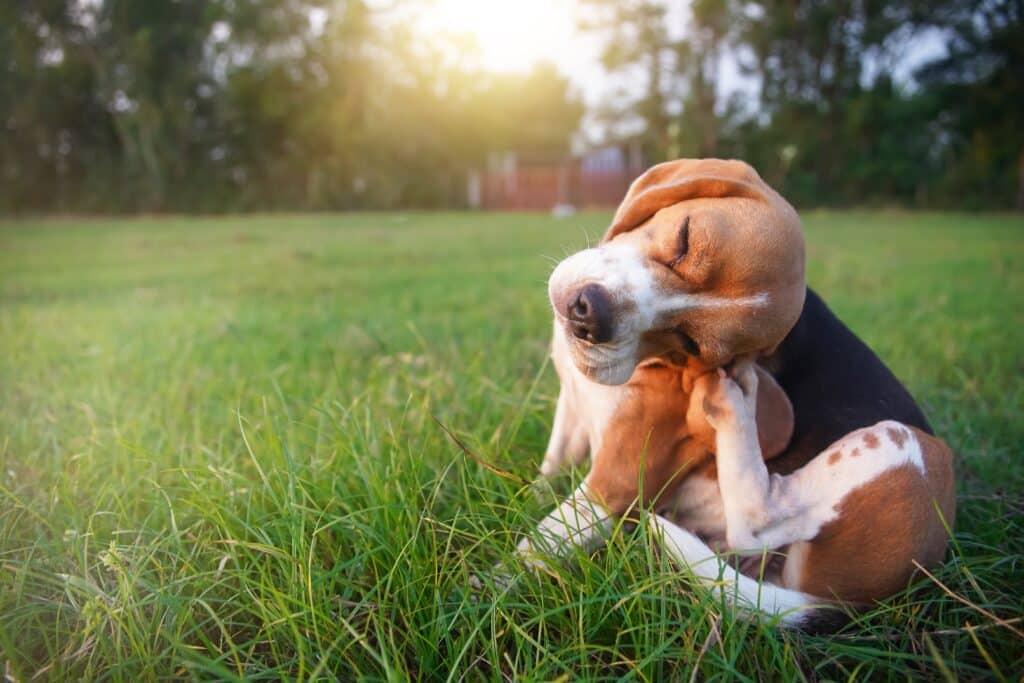 Dog With Fleas - North Carolina and South Carolina Flea COntrol