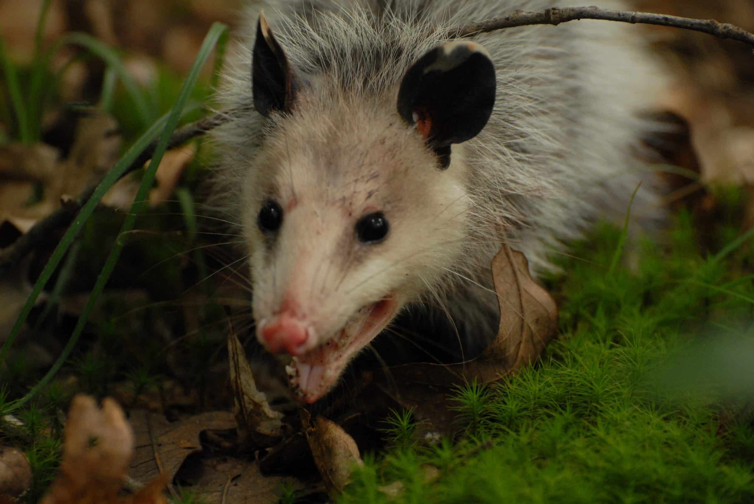 Protect against opossums in North and South Carolina