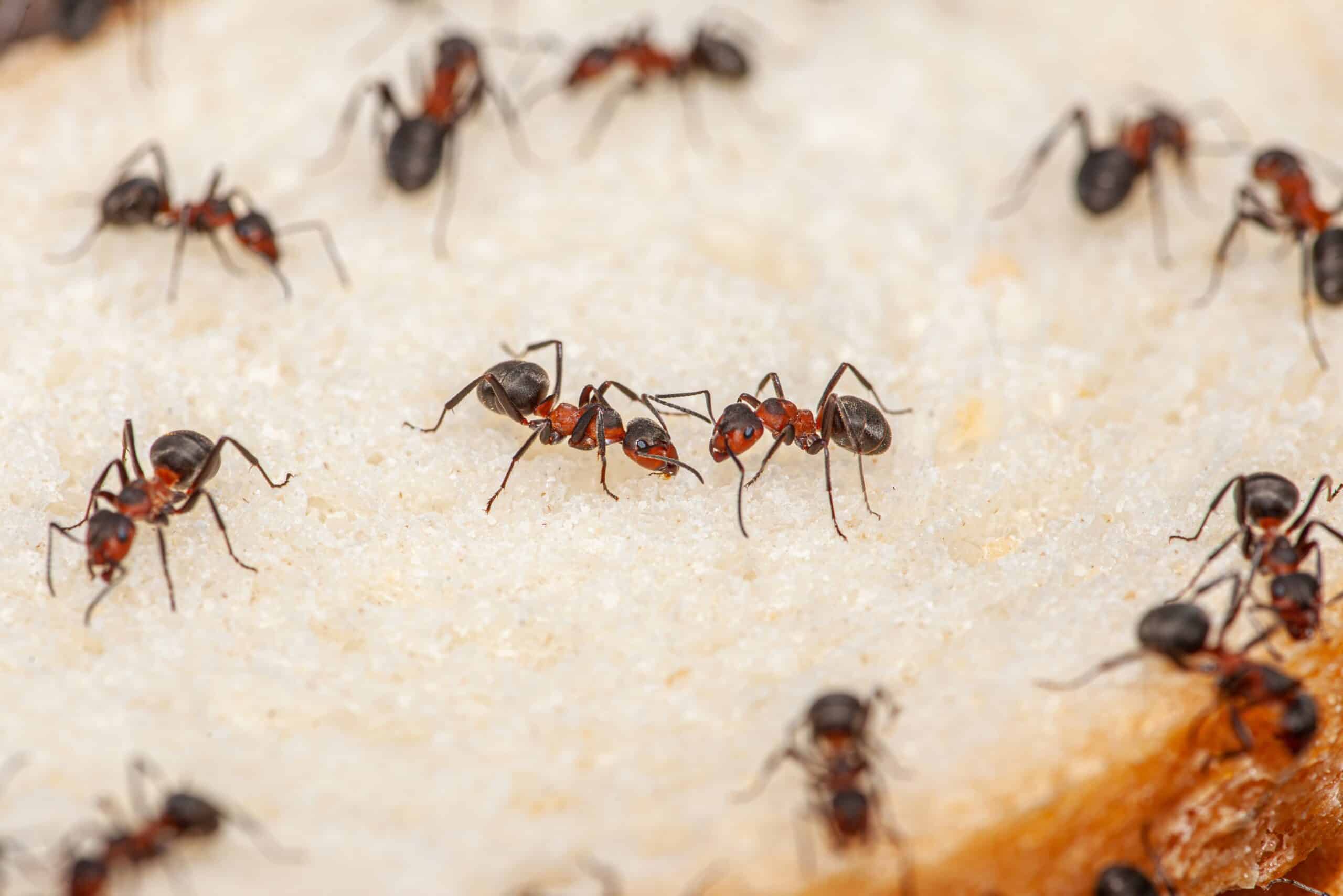 Ant control in Charlotte, NC