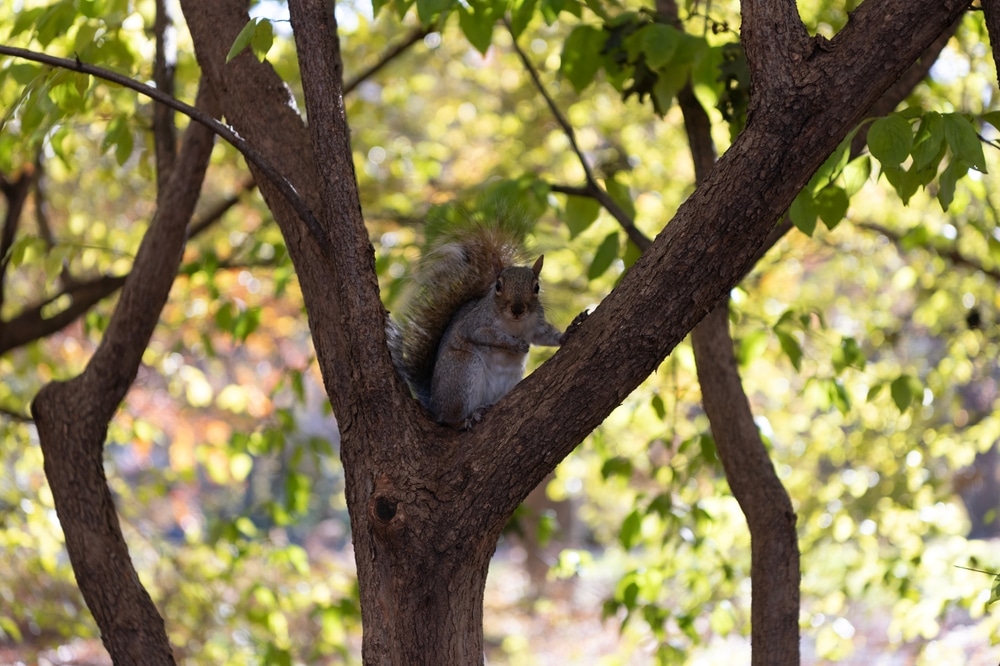 Squirrel in a Tree