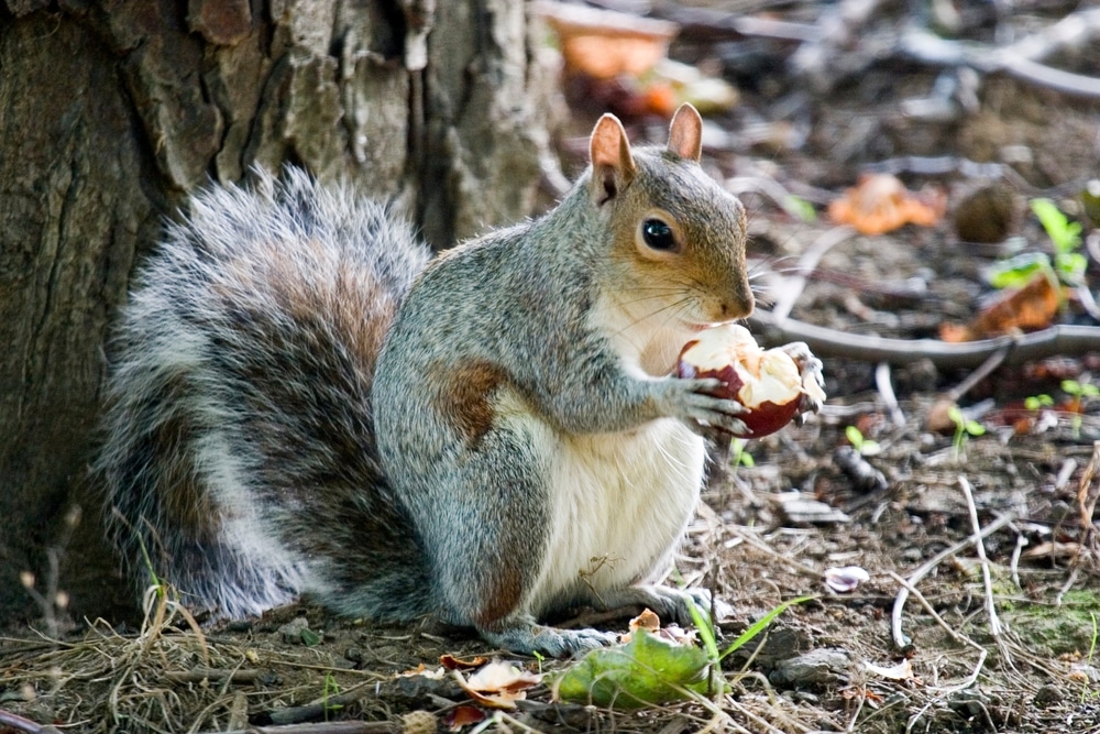Squirrel Control in North Carolina and South Carolina