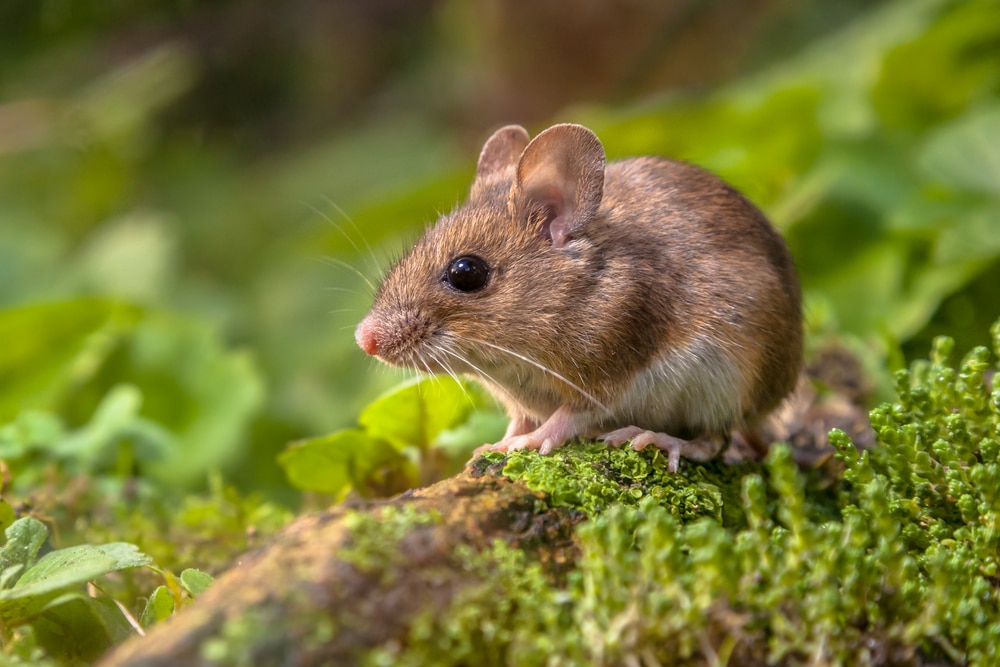 field mouse anticimex carolinas mice control