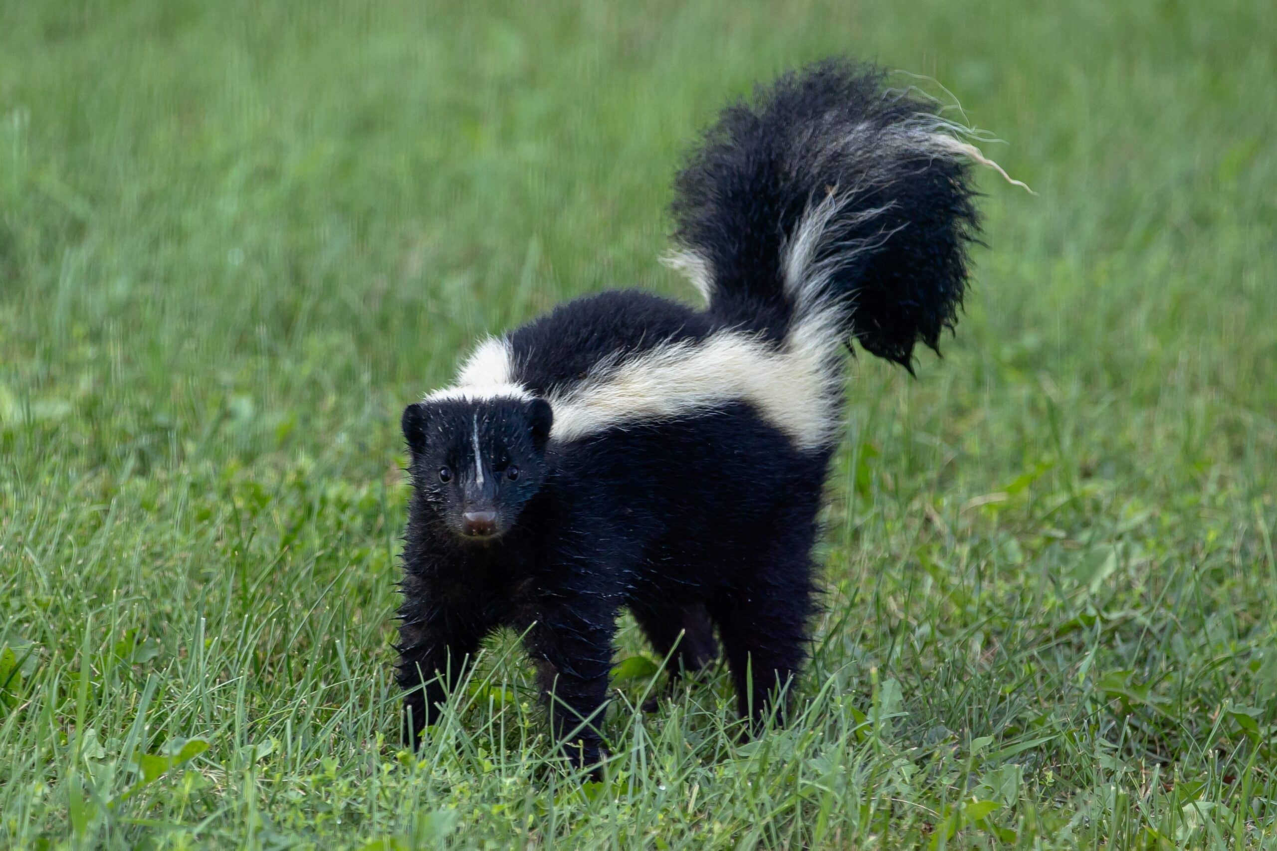 Skunk Control and Trapping in North Carolina and South Carolina