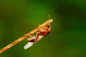Fire Ant Swarmer - A Reproductive Winged Flying Ant