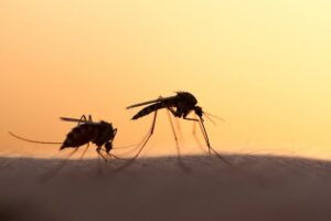 insects