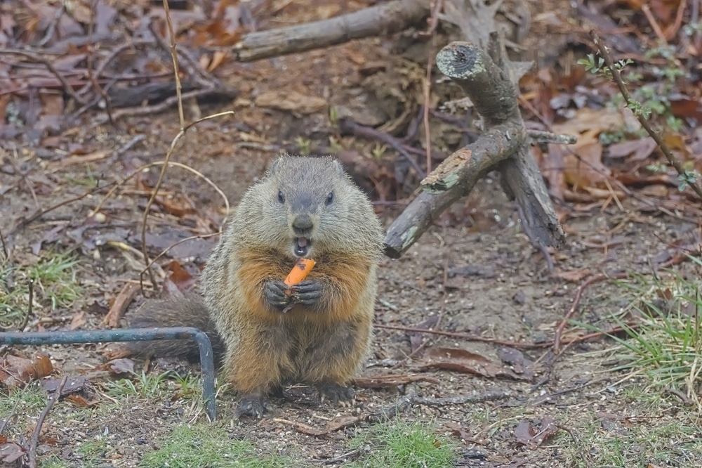 Groundhog NIbbling a Carrot