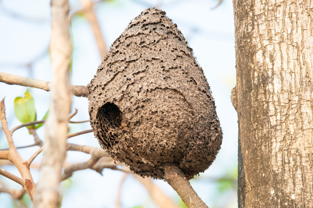 yellow legged hornet nest anticimex carolinas