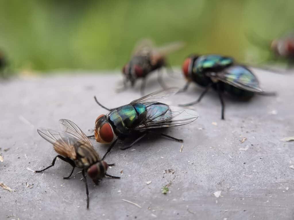 house flies anticimex carolinas