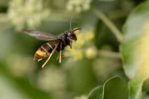 yellow legged hornet anticimex carolinas pest control