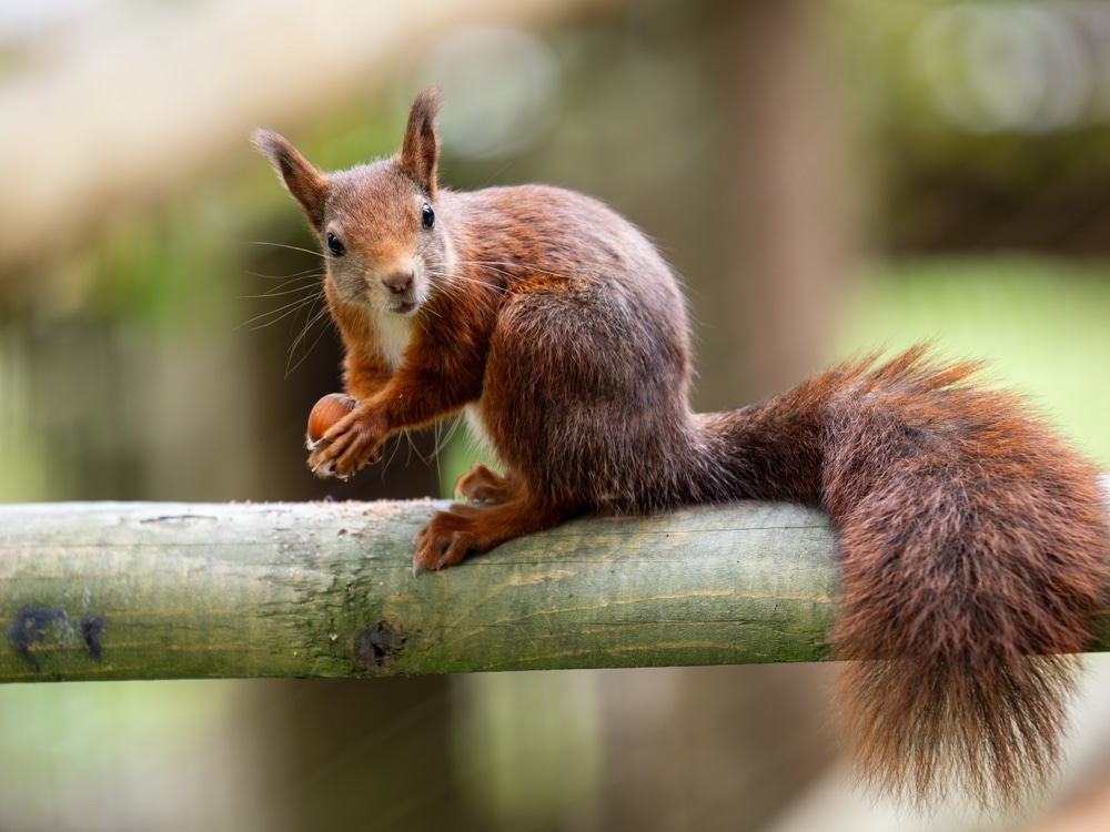Red Squirrel on a Branch